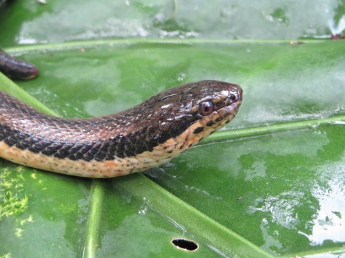 Five-striped Snake