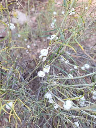 Unknown species found near West Colorado Springs, Colorado Springs, CO, USA