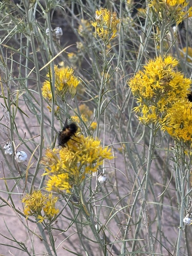 Unknown species found near Zion National Park, Springdale, UT, US