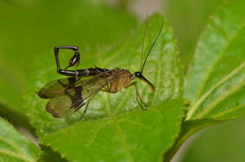 Leptopanorpa pi · iNaturalist