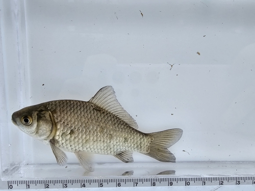 Goldfish