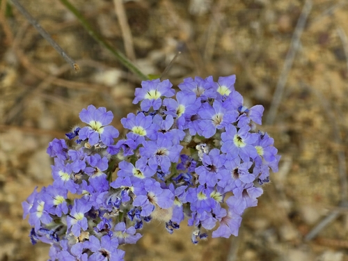 Dampiera eriocephala