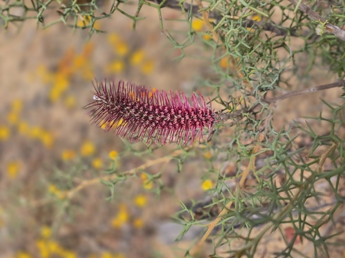 Bottlebrush Grevillea