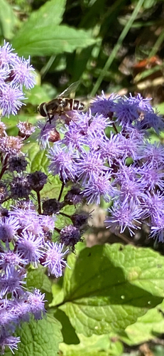 Unknown species found near Island Creek Dr, Wilmington, NC, US