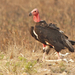 Red-headed Vulture - Photo (c) David Beadle, all rights reserved, uploaded by David Beadle