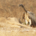 Slender-billed Vulture - Photo (c) David Beadle, all rights reserved, uploaded by David Beadle
