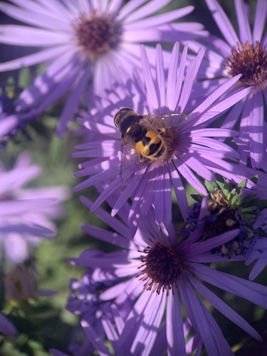Unknown species found near New York Botanical Garden, New York, NY, US