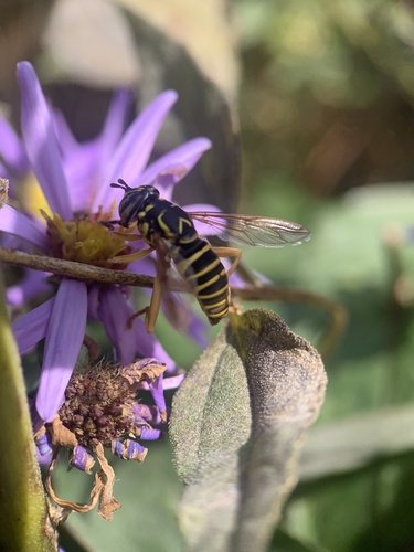 Unknown species found near New York Botanical Garden, New York, NY, US
