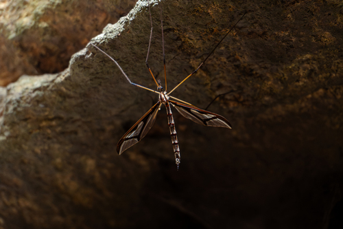 Unknown species found near Orange County, NY, USA