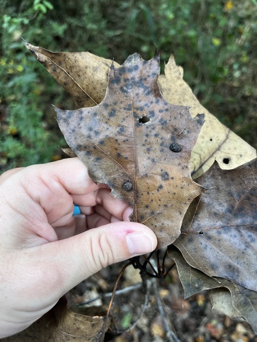 Unknown species found near Chattahoochee River National Recreation Area Johnson Ferry North, Marietta, GA, US