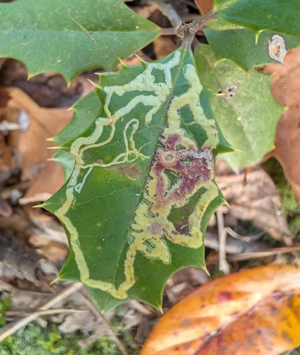 Unknown species found near Chase, Middle River, MD 21220, USA