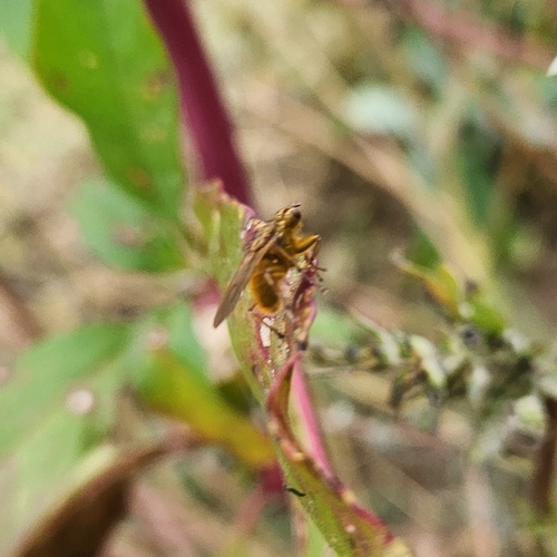 Unknown species found near Maryland, US