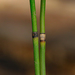 Ferriss' Horsetail - Photo (c) Chris McCreedy, all rights reserved, uploaded by Chris McCreedy