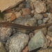 Salamandra de Fern Bank - Photo (c) Toby Hibbitts, todos los derechos reservados