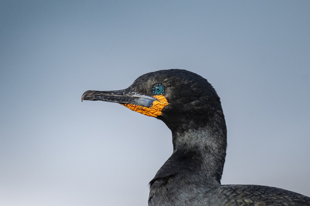 Cape Cormorant (Phalacrocorax capensis) photo
