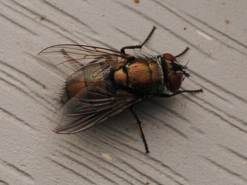 Unknown species found near North Carolina, US