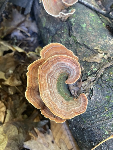 False Turkeytail
