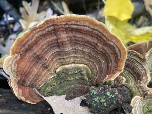 False Turkeytail