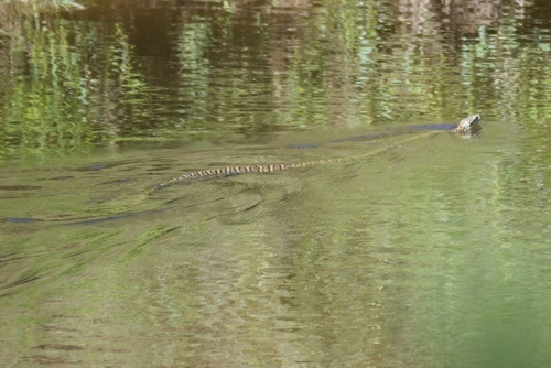 Coastal Carpet Python sighting