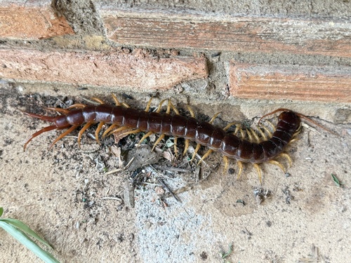 Vietnamese Centipede
