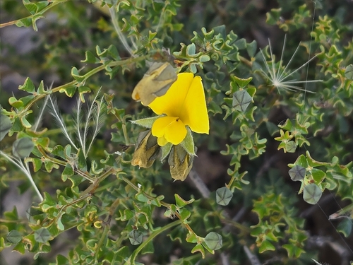 Gompholobium obcordatum