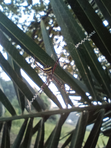 Signature Spider
