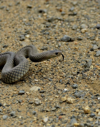 Eastern Brown Snake sighting