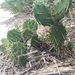 Florida Beach Pricklypear - Photo (c) Jessica Lodwick, all rights reserved, uploaded by Jessica Lodwick