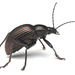 Darkling Beetles - Photo (c) Brandon Woo, all rights reserved, uploaded by Brandon Woo