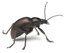 Darkling Beetles - Photo (c) Brandon Woo, all rights reserved, uploaded by Brandon Woo