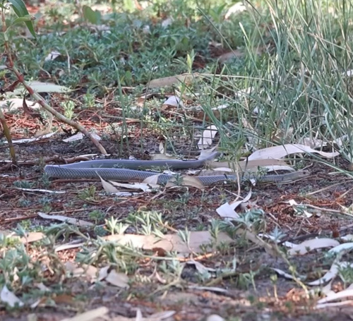 Eastern Brown Snake sighting