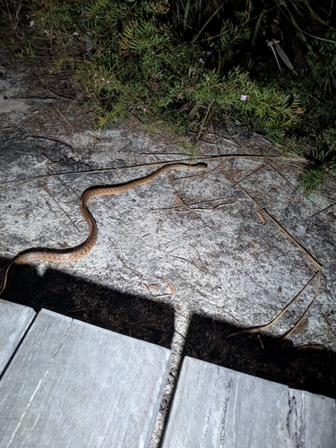 Brown Tree Snake sighting