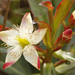 Ploiarium alternifolium - Photo (c) David Beadle, todos los derechos reservados, subido por David Beadle