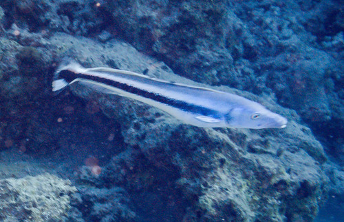 Blue Blanquillo — seen at this dive site