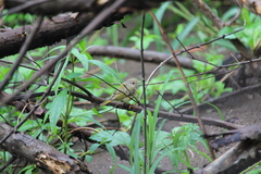 Setophaga petechia image