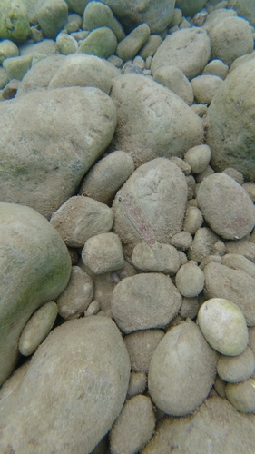 Torquigener flavimaculosus