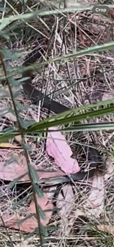 Marsh Snake sighting