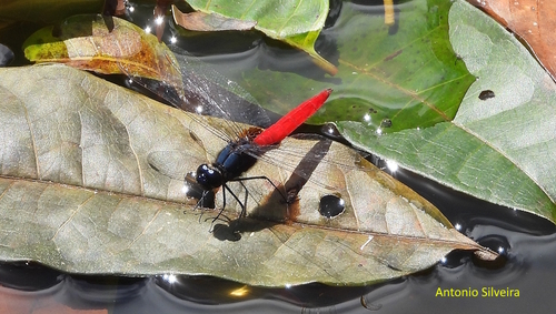 Guianan Scarlet-tail