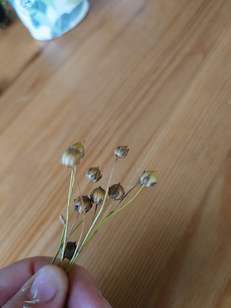 Linum usitatissimum