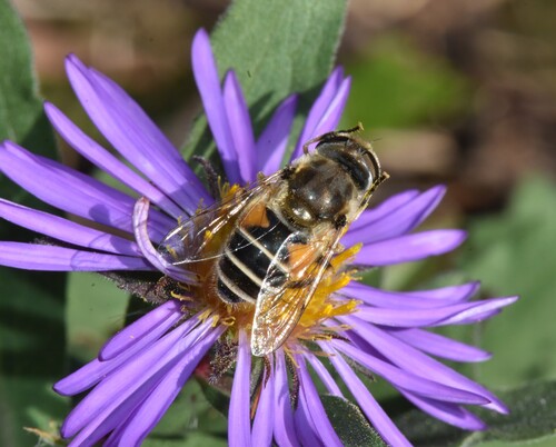 Unknown species found near Groton, MA 01450, USA 