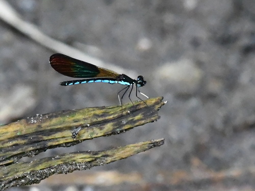 Rhinocypha colorata