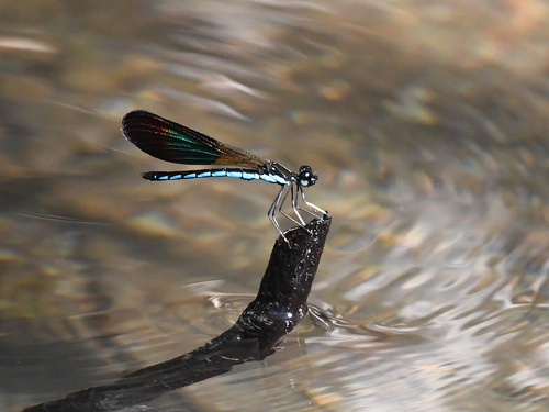 Rhinocypha colorata