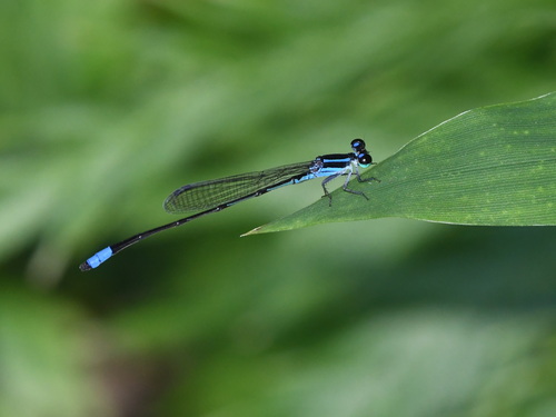 Red-tipped Shadefly