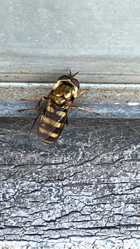 Unknown species found near N Sixth St S, Milwaukee, WI, US