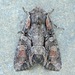 Lacanobia subjuncta - Photo (c) Michael King, todos os direitos reservados, uploaded by Michael King