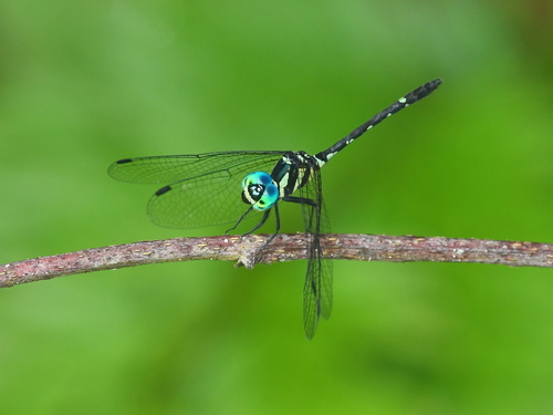 Rainforest elf