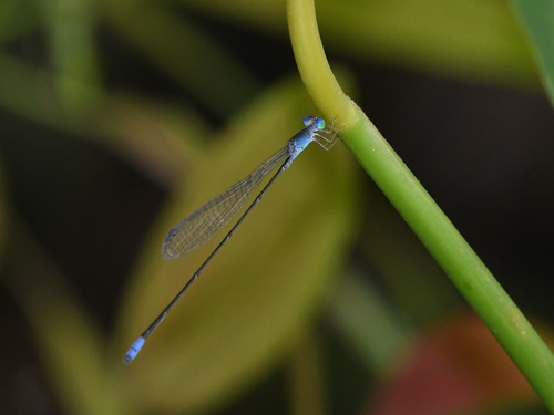 Teinobasis samaritis