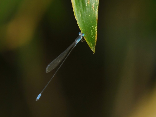 Teinobasis samaritis