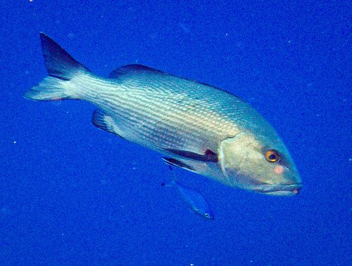Lutjanus bohar