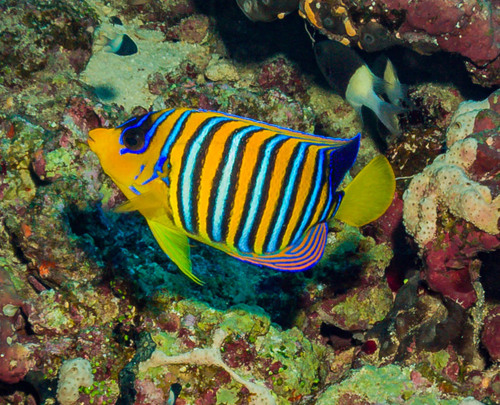 Pygoplites diacanthus